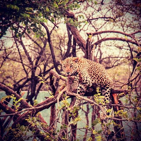 Premium Photo Indian Leopard Relaxing On A Tree