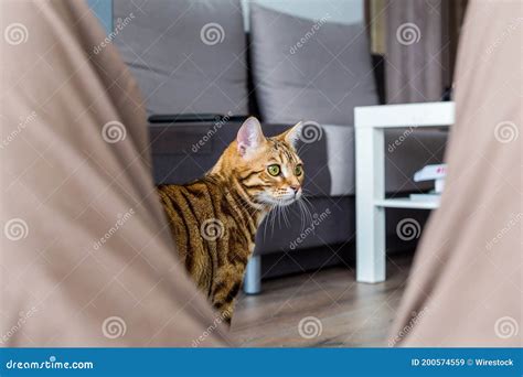 Selective Focus Shot Of A Domesticated Bengal Cat Looking For Prey