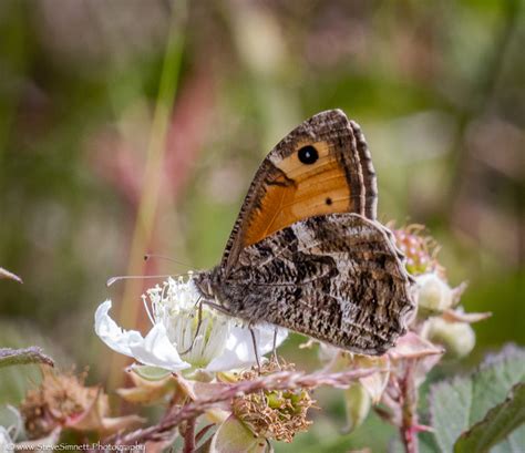 An Upper Thames Branch Guided Walk With Des Sussex Butterfly Conservation