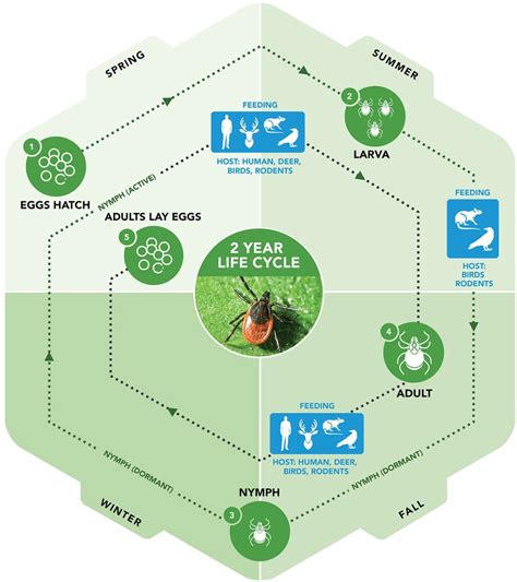 The Tick Life-cycle: What You Need To Know