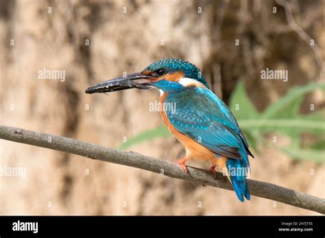 Common Kingfisher Alcedo Atthis Stock Photo Alamy