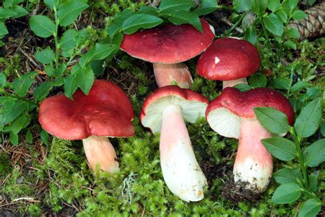 Russula Rhodopus Amb Pesaro