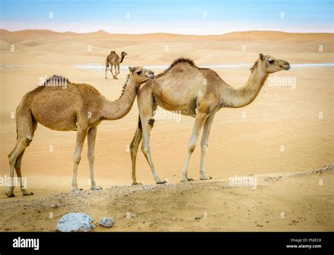 Wild animals in the desert hi-res stock photography and images - Alamy