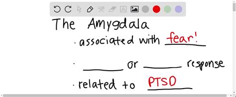 SOLVED:Why do people with amygdala damage have trouble recognizing ...