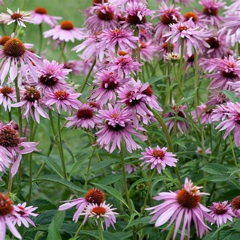 Cone flower Varieties: 9 Common And Rare Types Of Cone Flowers | The Home Tome