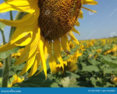 Flor Del Girasol Con Los P Talos De Oro Imagen De Archivo Imagen De