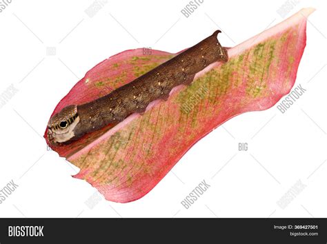 Big Butterfly Worm Image & Photo (Free Trial) | Bigstock