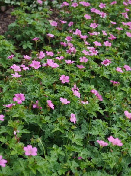 Geranium E W Pink 1radacina Planterra Ro Viata Pe Verde