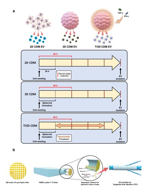 The Schematic Representation For Human Umbilical Cord Mesenchymal Stem