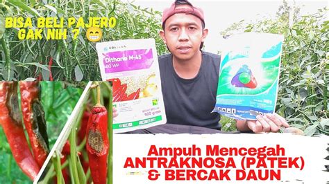 Cara Mencegah Mengatasi Penyakit Antraknosa Patek Bercak Daun