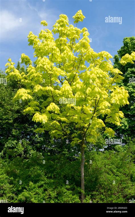 Acer Platanoides Prigo Fotos Und Bildmaterial In Hoher Aufl Sung Alamy