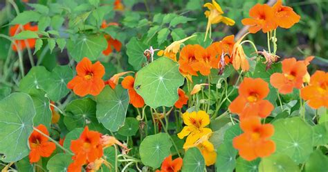 Complete Step By Step Guide To Growing Nasturtium A Beautiful Beneficial And Edible Plant