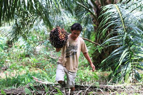 Perlu Upaya Ekstra Dorong Sawit Berkelanjutan Di Indonesia