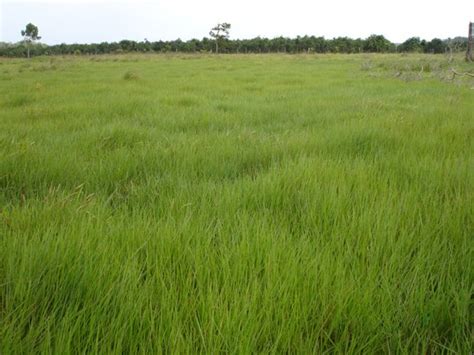 CAPIM BRAQUIÁRIA HUMIDÍCOLA AGROPECUÁRIA