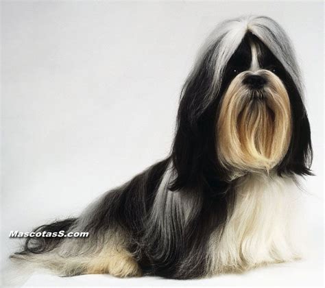 Shih Tzu Perro Shih Tzu Shih Tzu Perros