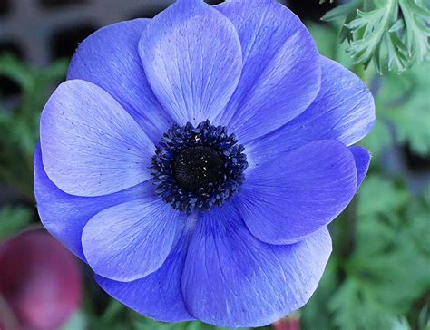 Download Blue Flower Close Up Nature Flower Hd Wallpaper