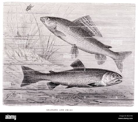 Grayling Illustration High Resolution Stock Photography And Images Alamy