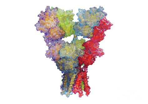 Ampa Receptor 1 By Medical Graphics Michael Hoffmann Science Photo Library