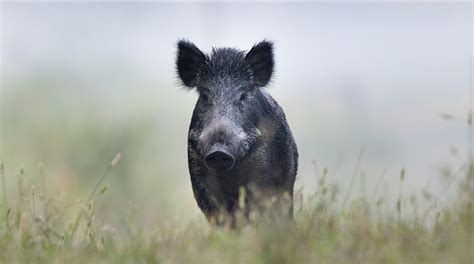 Hunting Feral Hogs in California Could Get Much Easier