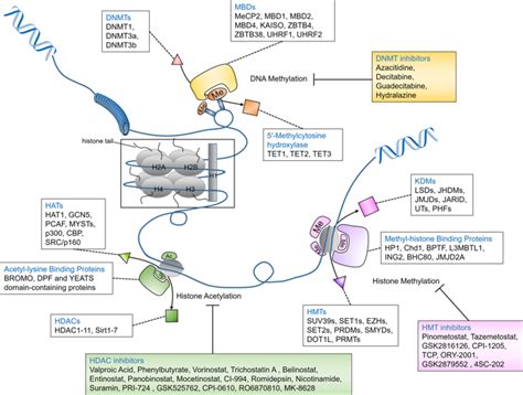 Signal Transduction And Targeted Therapy