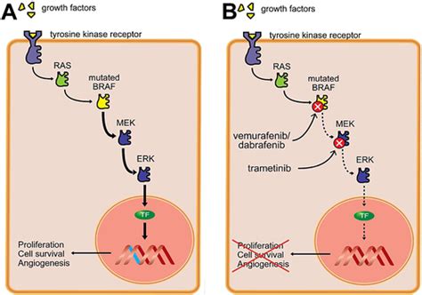 Vemurafenib Dabrafenib And Trametinib Rissmann British