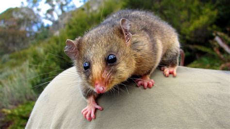 Mountain Pygmy Possums Endangered Species Edit Youtube