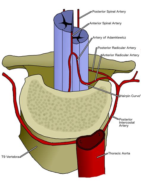 An Anatomical Depiction Of The Artery Of Adamkiewicz The Artery Of