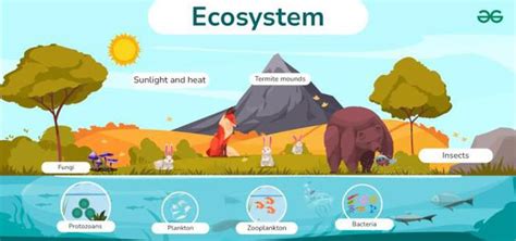 Simple Ecosystem Diagram With Explanations - GeeksforGeeks