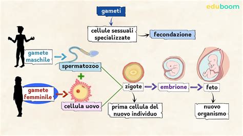 La Riproduzione Sessuale Scienze Naturali Seconda Superiore