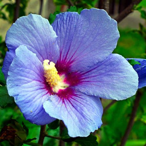 Vrtni hibiskus Ultramarine Hibiscus syriacus Rasadnik Milić