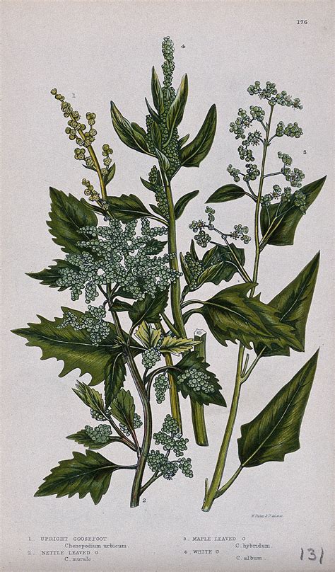 Chenopodium Goosefoot