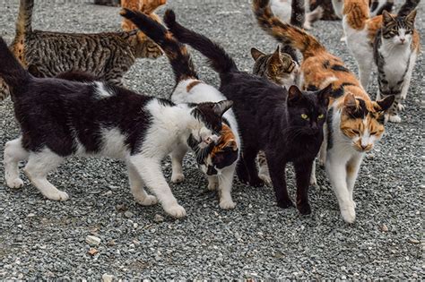 Will A Feral Cat Mother Take Her Kittens Back Cat Advice Paws And