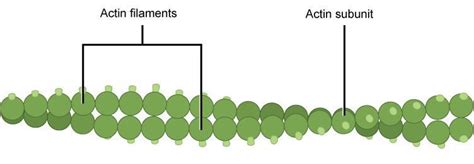 “Chapter 1 - Cytoskeleton” in “Fundamentals of Cell Biology” on OpenALG