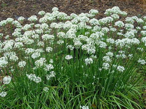 Allium Tuberosum Garlic Chive Chives Plant Plants Garlic Chives