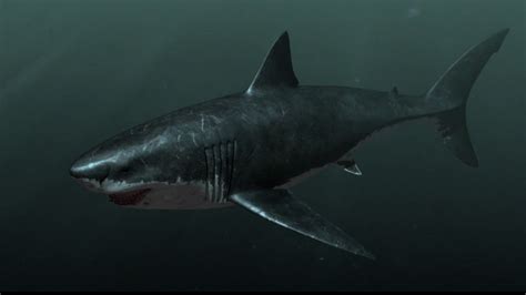 Megalodon Wallpapers Wallpaper Cave