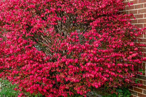 How To Grow And Care For Burning Bush Winged Spindle Tree