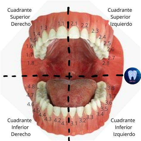 Cuadrantes de la cavidad bucal Anatomía dental Dental Escuela de