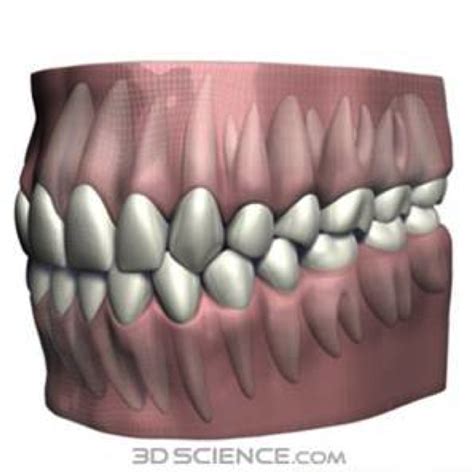 Oclusion Dental