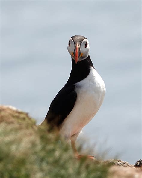 Grimsey Island Puffins — Tauck Community