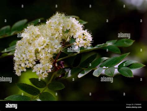 Rowan Blossom Les Rowans Ou Cendres De Montagne Sont Des Arbustes Ou