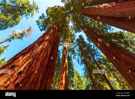 Parque Nacional Sequoia Panorámica En Sierra Nevada En California