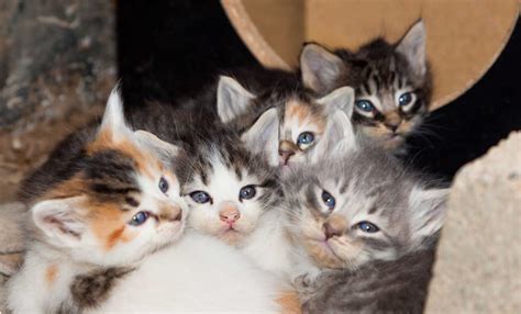Determining The Sex Of A Kitten In 6 Simple Steps Cats