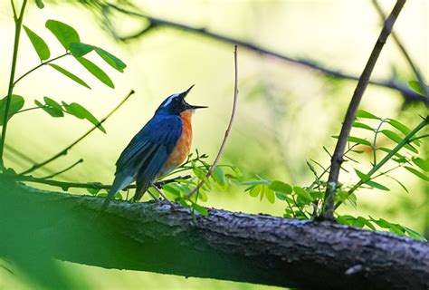 Birdwatching In Pakistan In Early Summer Indus Caravan Pvt Ltd