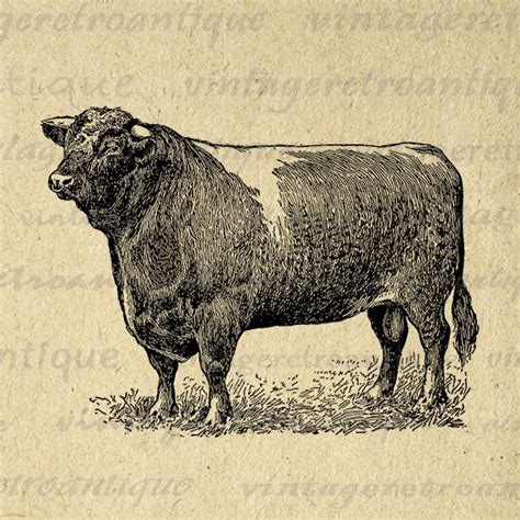 Printable Graphic Shorthorn Bull Download Cow Antique Digital With