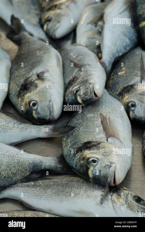 Gilthead Seabream Sparus Auratus Sparidae Capraia Island Tuscany