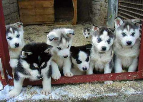 Corgi Husky Mix information characteristics and pictures