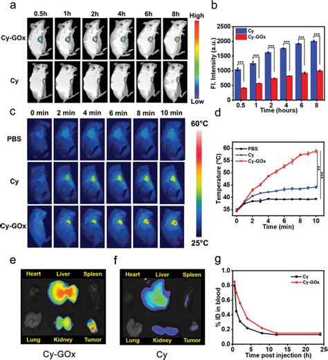 A In Vivo Fluorescence Imaging Of T Tumorbearing Balb C Mice After