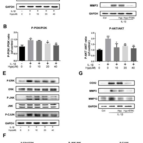 Effect Of Hyp On The Pi K Akt Nf B And The Mapk Signaling Pathways