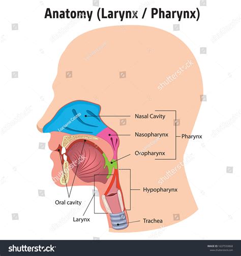 Larynx Internal Pharynx Anatomy Human Head Stock Vector Royalty Free