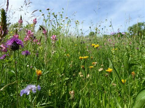 Sieben goldene Regeln für das Anlegen einer Wildblumenwiese